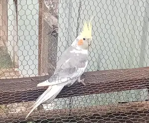 Cockatiel Birds for Sale