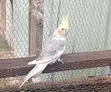 Cockatiel Birds for Sale - 1