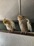 Cockatiel Birds for Sale - 2