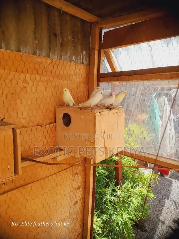 Friendly Budgies - 1