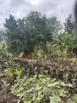 Nusu Eka ya Ardhi Inauzwa Ngong Town, Barabara ya Ngere - 4