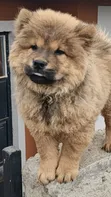 Purebred Chow Chow Puppy - 1-3 Months Male - 1