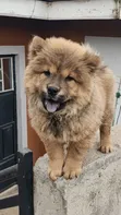 Purebred Chow Chow Puppy - 1-3 Months Male - 2