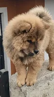 Purebred Chow Chow Puppy - 1-3 Months Male - 3
