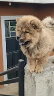 Purebred Chow Chow Puppy - 1-3 Months Male - 4
