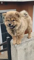 Purebred Chow Chow Puppy - 1-3 Months Male - 5