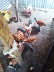 Guinea Fowl (3 Birds) - 1
