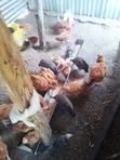 Guinea Fowl (3 Birds) - 2