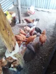 Guinea Fowl (3 Birds) - 3