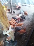 Guinea Fowl (3 Birds) - 4