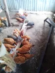 Guinea Fowl (3 Birds) - 5