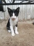 Female Mixed Breed Cat, 1-3 Months Old - 1