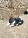 Female Mixed Breed Cat, 1-3 Months Old - 2