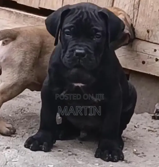 Mbwa Mchanga wa Boerboel Safi (Miezi 1-3) - 1