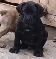 Mbwa Mchanga wa Boerboel Safi (Miezi 1-3) - 1