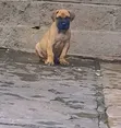 Mbwa Mchanga wa Boerboel Safi (Miezi 1-3) - 2