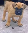 Mbwa Mchanga wa Boerboel Safi (Miezi 1-3) - 3