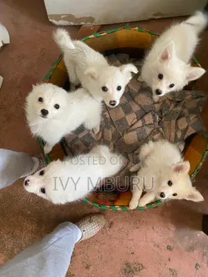 Kitufe cha Kiume cha Mchanganyiko wa Japanese Spitz - Wiki 11