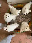 Kitufe cha Kiume cha Mchanganyiko wa Japanese Spitz - Wiki 11 - 1