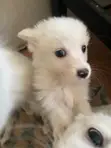 Kitufe cha Kiume cha Mchanganyiko wa Japanese Spitz - Wiki 11 - 2