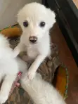 Kitufe cha Kiume cha Mchanganyiko wa Japanese Spitz - Wiki 11 - 3