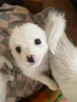 Kitufe cha Kiume cha Mchanganyiko wa Japanese Spitz - Wiki 11 - 4