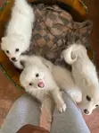 Kitufe cha Kiume cha Mchanganyiko wa Japanese Spitz - Wiki 11 - 5