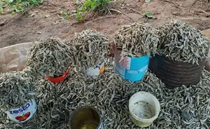 Fresh Dried Omena
