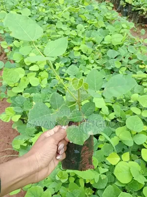 Erythrina Burttii Seedlings (Coral Tree)