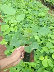Miti Midogo ya Erythrina Burttii (Mti wa Bahari) - 1