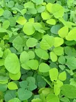 Miti Midogo ya Erythrina Burttii (Mti wa Bahari) - 3