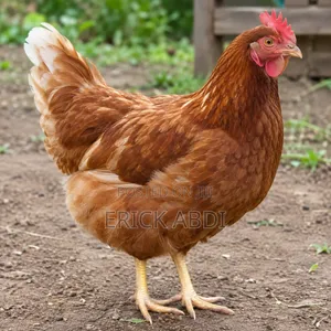Healthy Kienyeji Chicken