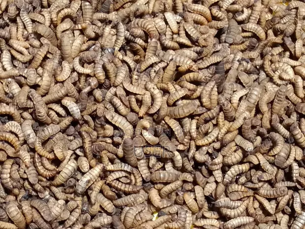 Black Soldier Fly Larvae (BSF) - 1