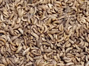Black Soldier Fly Larvae (BSF)