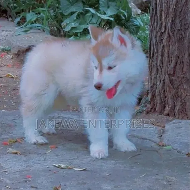 Female Purebred Siberian Husky Puppy (1-3 Months) - 1