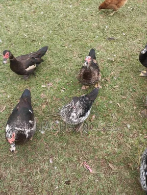 Muscovy Ducks for Sale