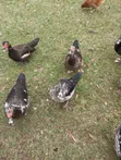 Muscovy Ducks for Sale - 1