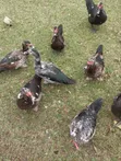 Muscovy Ducks for Sale - 2
