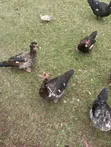 Muscovy Ducks for Sale - 3