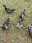 Muscovy Ducks for Sale - 4