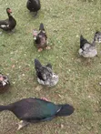 Muscovy Ducks for Sale - 5