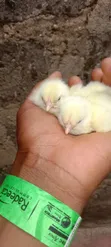 Day Old Broilers - Ross 308 - 1