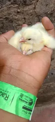 Day Old Broilers - Ross 308 - 2
