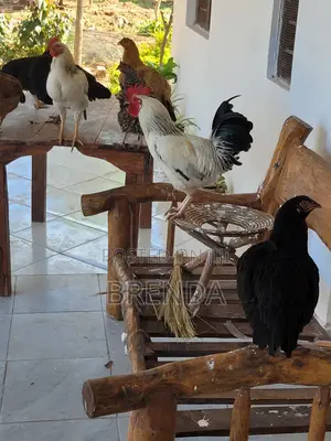Kienyeji Chickens for Sale - Ukunda Diani