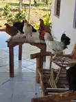 Kienyeji Chickens for Sale - Ukunda Diani - 2