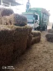 Boma Rhodes, Wheat Straws, Barley Straws Available - 2