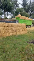 Boma Rhodes, Wheat Straws, Barley Straws Available - 3