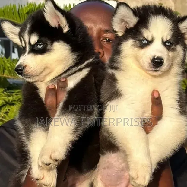 Female Purebred Siberian Husky Puppy (1-3 Months) - 1