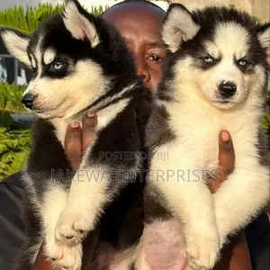 Female Purebred Siberian Husky Puppy (1-3 Months)