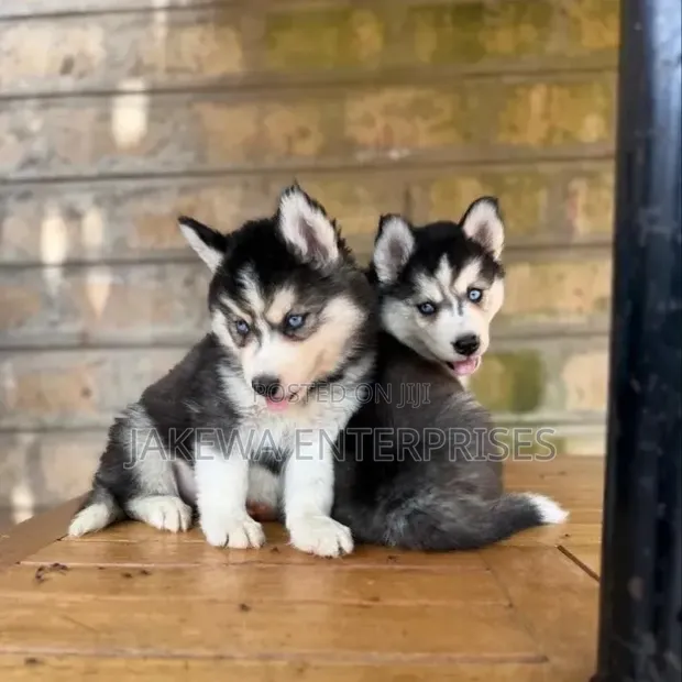 Purebred Siberian Husky Puppy (1-3 Months) - 1